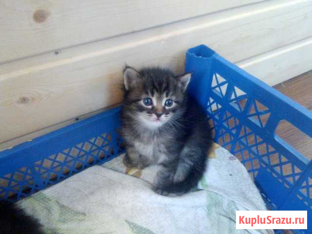 Котята Березники - изображение 1