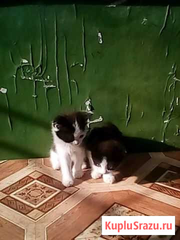 Отдам котят Голышманово - изображение 1