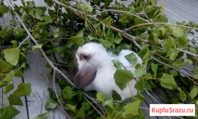 Кролик вислоухий баран с клеткой Комсомольск-на-Амуре - изображение 1