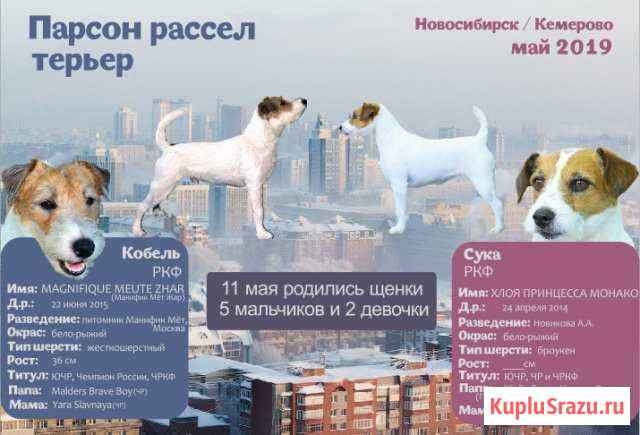 Щенки Парсон Рассел терьер Кемерово - изображение 1