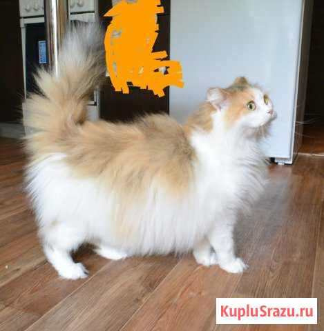 Кошка-очарование Бердск - изображение 1