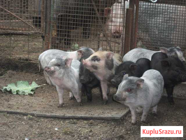Вьетнамские поросята Красный Кут - изображение 1