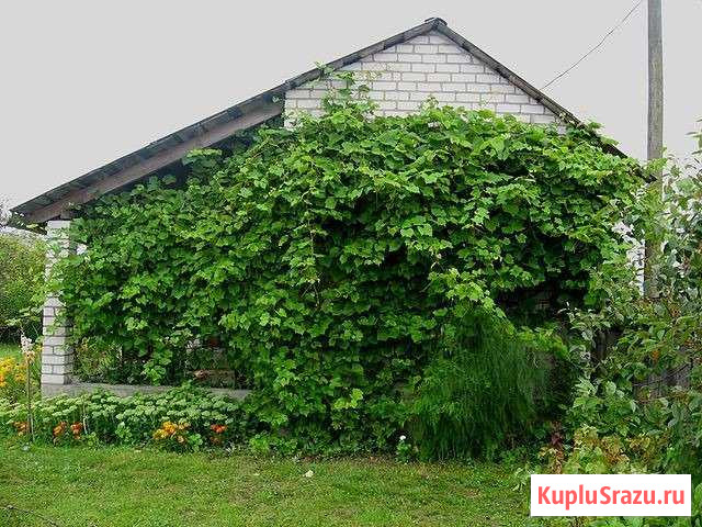  Зеленоградск - изображение 1