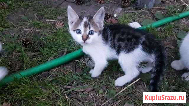 Отдадим котят Гурьевск - изображение 1