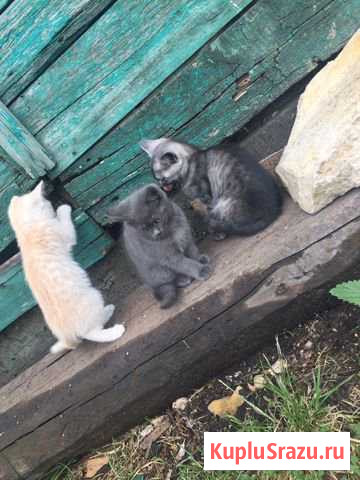 Котят в добрые руки Красный Яр - изображение 1