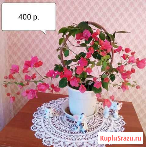 Бугенвиллеи Воткинск - изображение 1