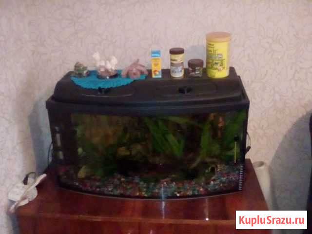 Аквариум Гурьевск - изображение 1
