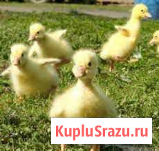 Продам гусят породы Линда Караваево - изображение 1