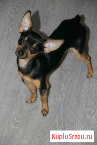 Той-терьер Оренбург - изображение 1