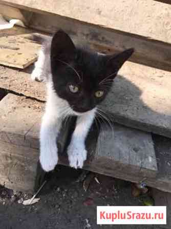 Котёнка в добрые руки) Люберцы