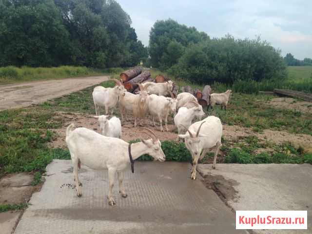 Продам коз, козлов Чехов - изображение 1