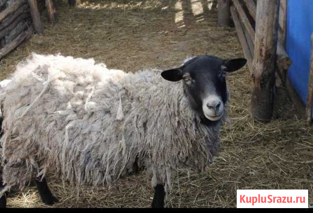 Бараны Клин - изображение 1