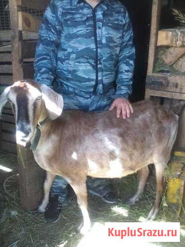 Продаю чп нубийскую козу Павловский Посад - изображение 1