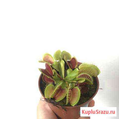 Венерина Мухоловка Арт. 123 Чехов