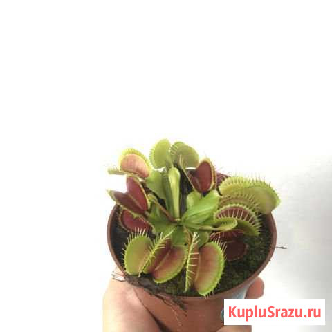 Венерина Мухоловка Арт. 123 Чехов - изображение 1