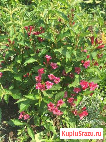 Вейгела Ева Ратке Сергиев Посад - изображение 1