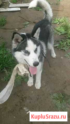Продаю собаку сибирские хаски торг Клин - изображение 1