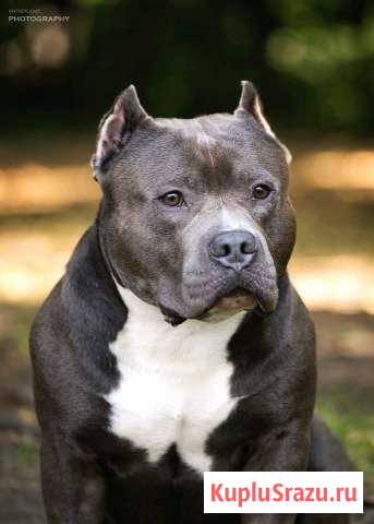 Американский булли Серпухов - изображение 1