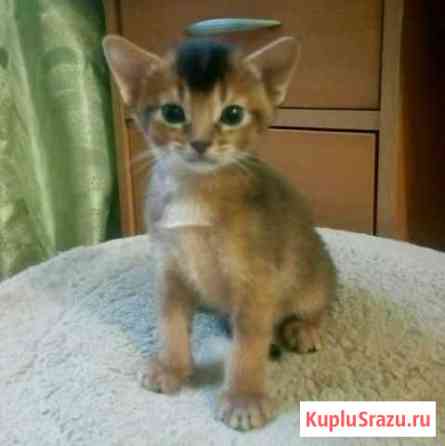 Абиссинские котята Пушкино