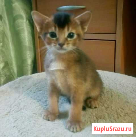 Абиссинские котята Пушкино - изображение 1