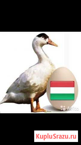 Утята мулард,цветной бройлер,бройлер кобб 500 Подольск - изображение 1