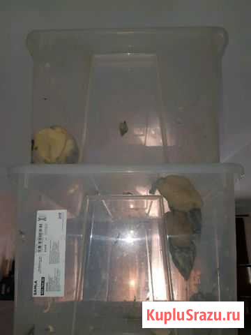 Улитки ахатины Видное - изображение 1