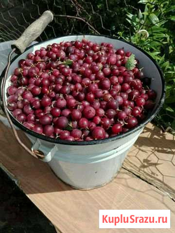 Крыжовник Котельники - изображение 1