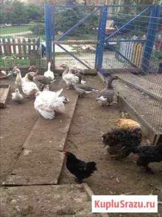 Навоз, перегной Чехов