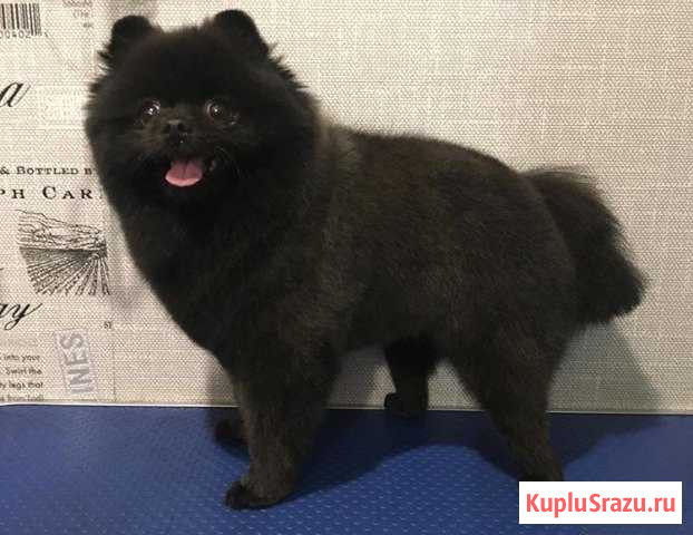 Стрижка собак и кошек, грумер, Видное Купелинка,24 Видное - изображение 1