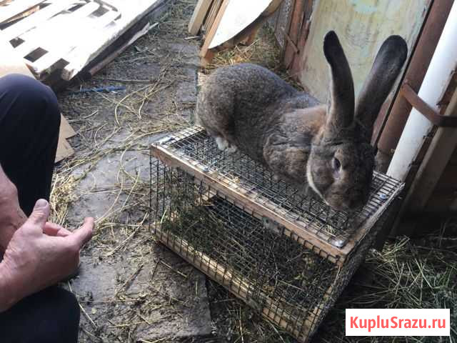 Кролик резан Набережные Челны - изображение 1