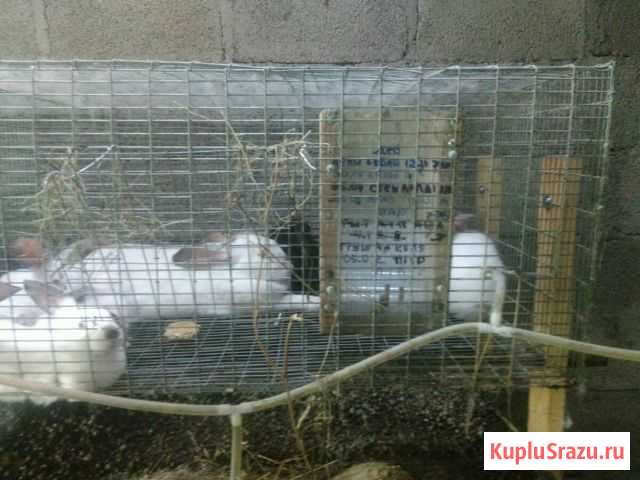 Клетки для кроликов или птицы Верхняя Салда - изображение 1