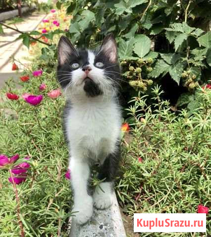 Котята Темрюк - изображение 1
