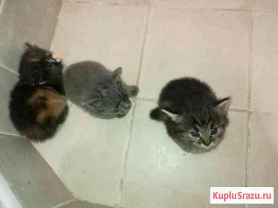 Отдам котят, в хорошие руки Геленджик