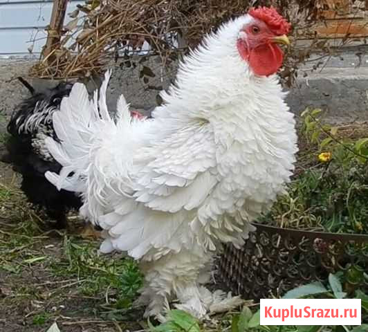 Курчавые куры семья Хадыженск - изображение 1