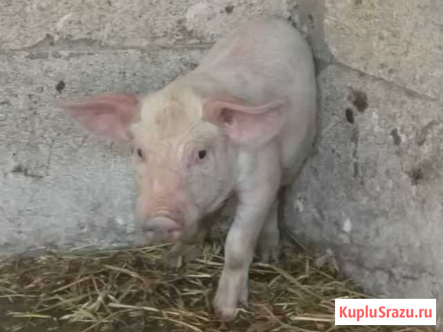 Поросенок ландрас Кореновск - изображение 1
