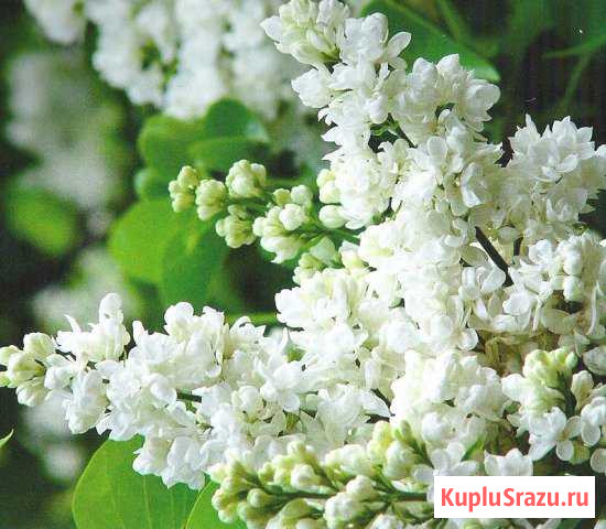 Белая сирень Славянск-на-Кубани - изображение 1