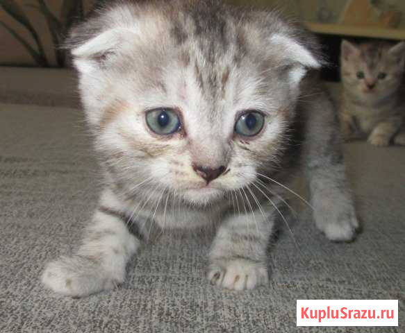 Шотландские котята Копейск - изображение 1