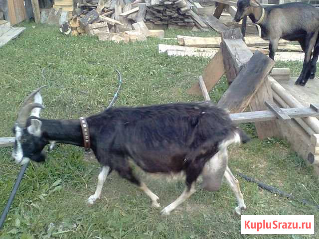 Продаю козу Розу Ковернино - изображение 1