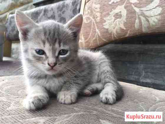 Котята Целинное