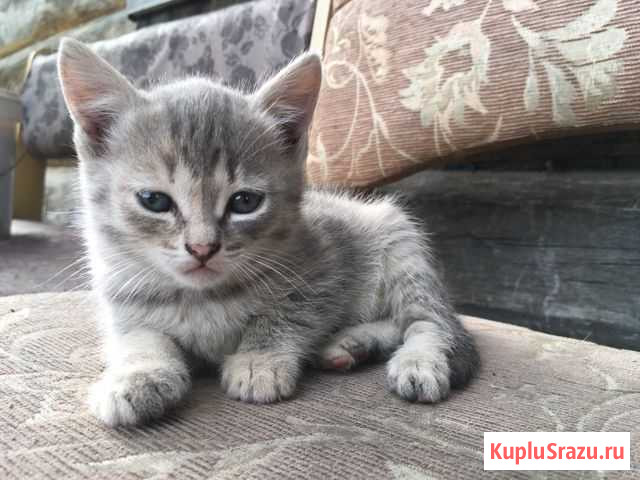 Котята Целинное - изображение 1
