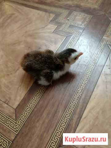 Продаются цесарята Белогорск - изображение 1