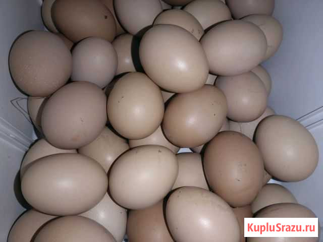 Яйца Кушва - изображение 1