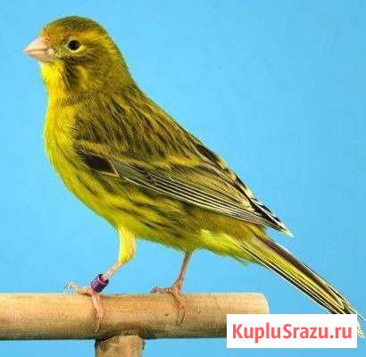 Канарейки певчие Каменск-Уральский - изображение 1