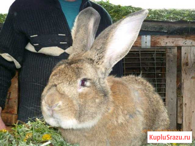 Кролики для разведения пород великанов Богданович - изображение 1