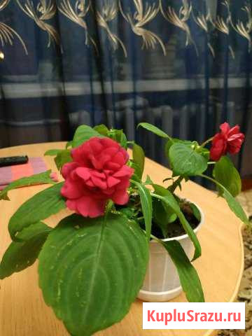Бальзамин комнатный Нижний Тагил - изображение 1