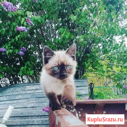 Котенок в добрые руки Озерск - изображение 1