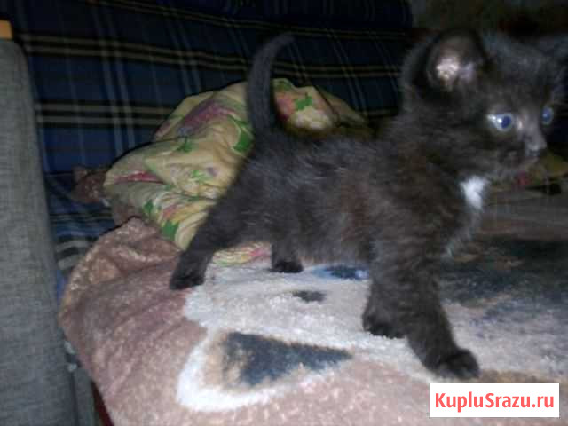 Котёнок Полетаево - изображение 1