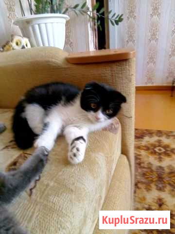 Шотландский котенок Туймазы - изображение 1