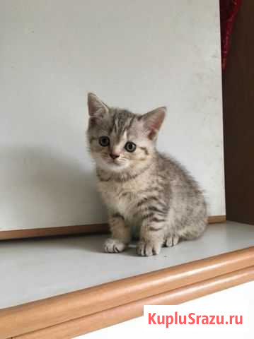 Шотландские котята Давлеканово - изображение 1