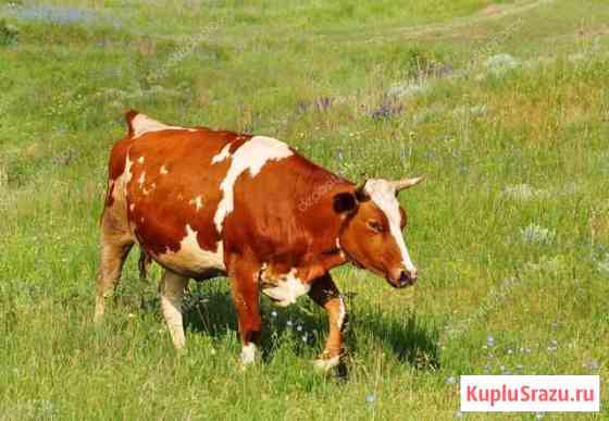Корова Стерлитамак